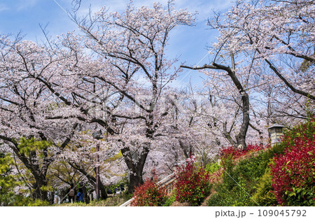 東京都　飛鳥山公園　満開の桜 109045792