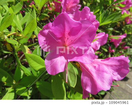 ツツジの花 ツツジの花 109045961