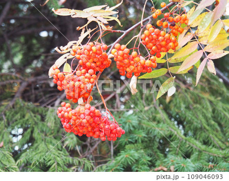 ナナカマドの実 109046093