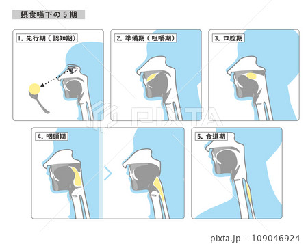 嚥下の5期のシンプルな4色イラスト図解 嚥下の5期のシンプルな4色イラスト図解 109046924