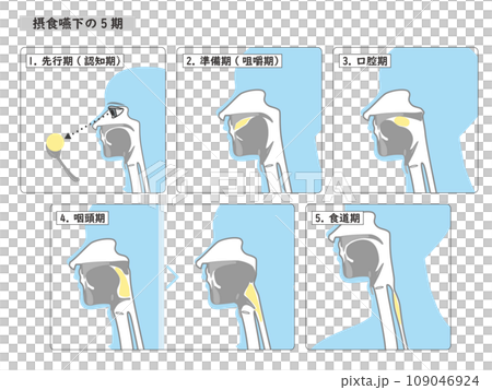 嚥下の5期のシンプルな4色イラスト図解 嚥下の5期のシンプルな4色イラスト図解 109046924
