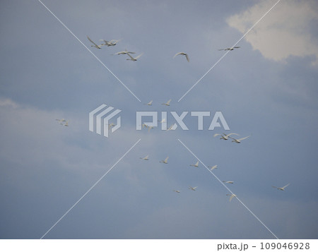 空を飛ぶ白鳥の群れ 109046928