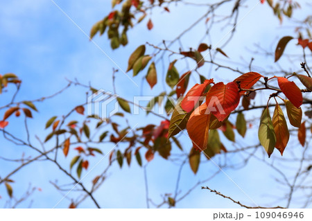 秋の空と紅葉した木 109046946