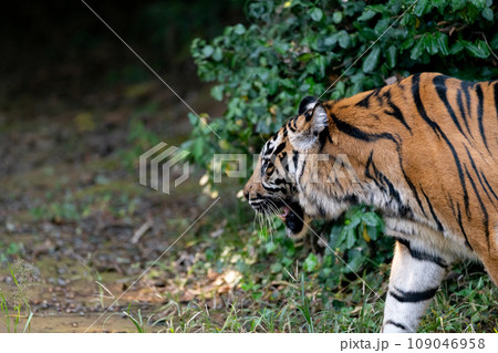 歩くトラ　スマトラトラ 109046958