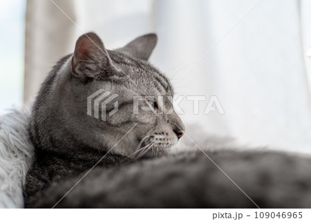 眠そうな猫　サバトラ猫 109046965