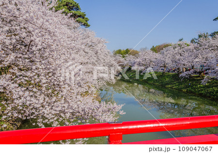弘前公園の桜咲く風景 弘前公園の桜咲く風景 109047067