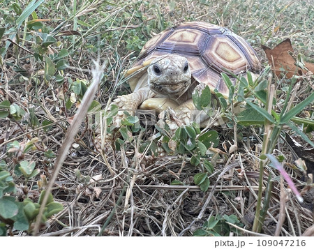 ペット お気に入り 愛玩動物 109047216