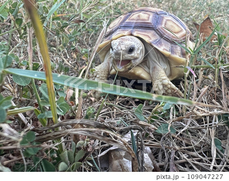 ペット お気に入り 愛玩動物 109047227