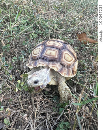 ペット お気に入り 愛玩動物 109047233
