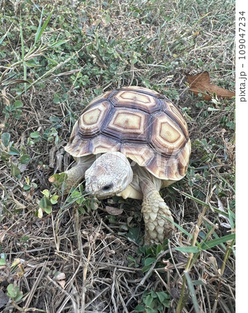 ペット お気に入り 愛玩動物 109047234