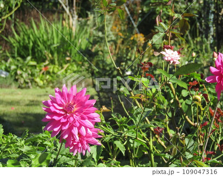 三陽メデアフラワーミュウジアム裏庭の桃色のダリヤの花 109047316