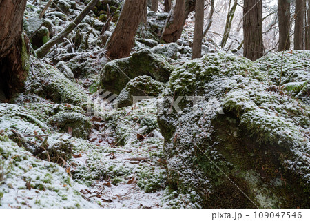 苔の上に雪が積もる 109047546