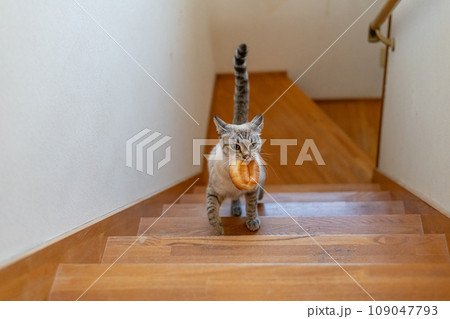 パンをくわえて逃げる猫　シャムトラ猫 109047793