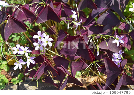 オキザリス・レグネリー オキザリス・レグネリー 109047799