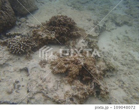 沖縄　シュノーケリング風景 109048072