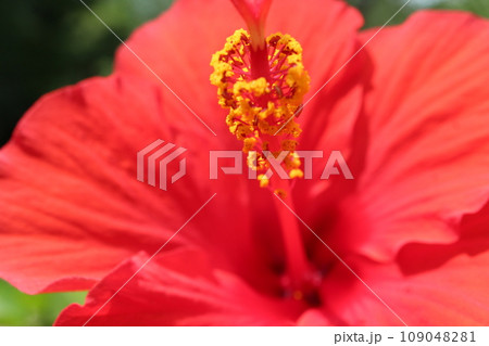 赤いハイビスカスの花 赤いハイビスカスの花 109048281