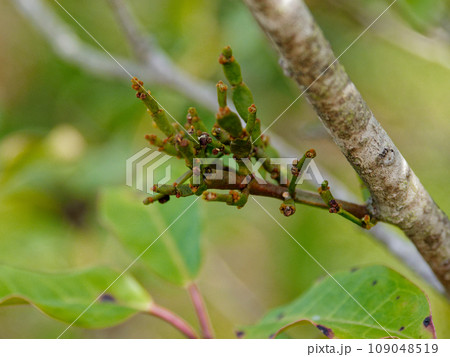 宿主ソヨゴに寄生する木本性寄生植物　ヒノキバヤドリギ 109048519