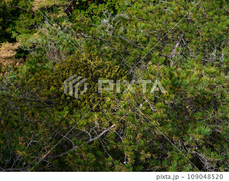 アカマツに寄生するオオバヤドリギ科マツグミ アカマツに寄生するオオバヤドリギ科マツグミ 109048520