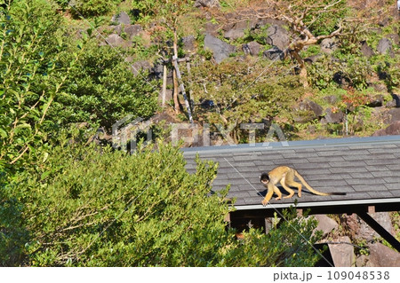 1頭のジェフロイクモザル 109048538