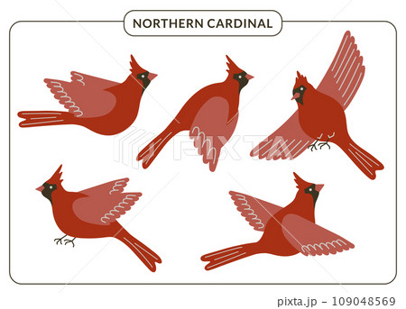 Red cardinal birds set. Cute flying Northern cardinal songbirds in various poses isolated on white background. Winter forest bird vector illustration for cards, posters, decor. Christmas symbolism 109048569