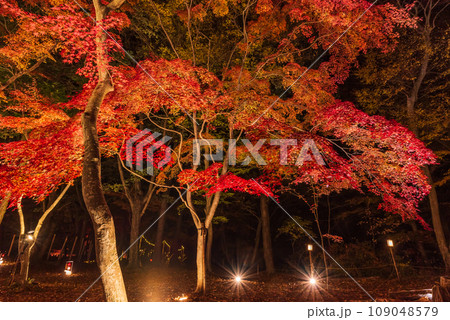月の石もみじ公園のライトアップされた紅葉　 109048579