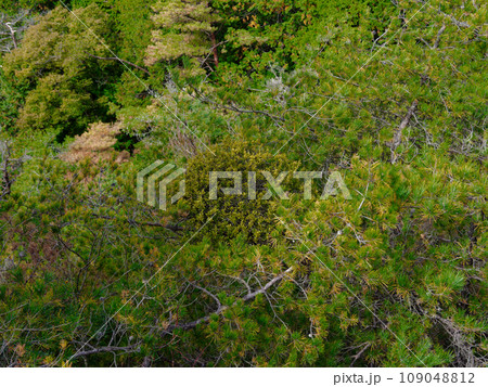 アカマツに寄生するオオバヤドリギ科マツグミ アカマツに寄生するオオバヤドリギ科マツグミ 109048812