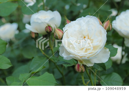 白いバラ 109048959