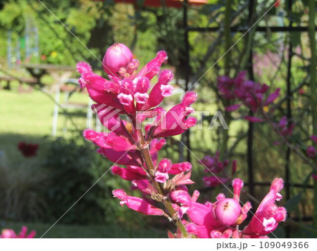 サルビアインボルクラータの赤色の花 サルビアインボルクラータの赤色の花 109049366