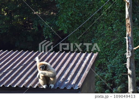 1頭のシロテテナガザル 1頭のシロテテナガザル 109049413