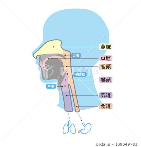 頭部の口腔鼻腔から気道食道へのシンプル解剖図イラスト 109049783