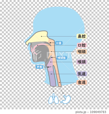 頭部の口腔鼻腔から気道食道へのシンプル解剖図イラスト 109049783