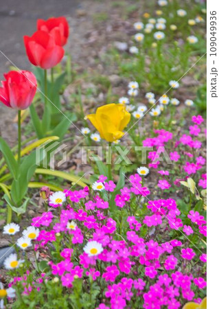 小さな花 109049936