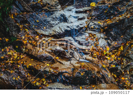 湧き水で濡れた岩肌【中房渓谷】 湧き水で濡れた岩肌【中房渓谷】 109050117