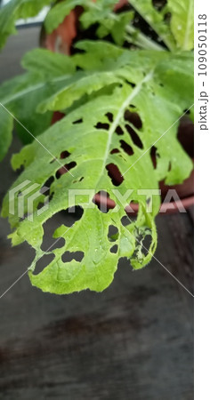 大根の葉の虫食い穴は無農薬の証拠 109050118