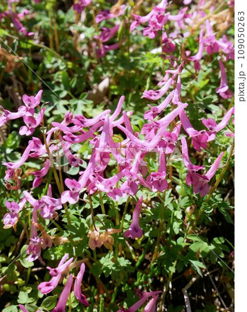 阿蘇の植物 ジロボウエンゴサク Corydalis decumbens(熊本県阿蘇市二重の峠) 阿蘇の植物 ジロボウエンゴサク Corydalis decumbens(熊本県阿蘇市二重の峠) 109050263