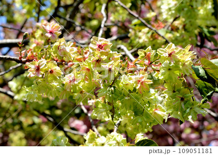咲き始めの御衣黄桜（全体） 109051181
