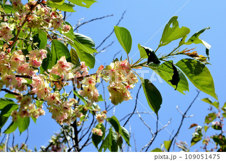 赤く染まった御衣黄桜 109051475