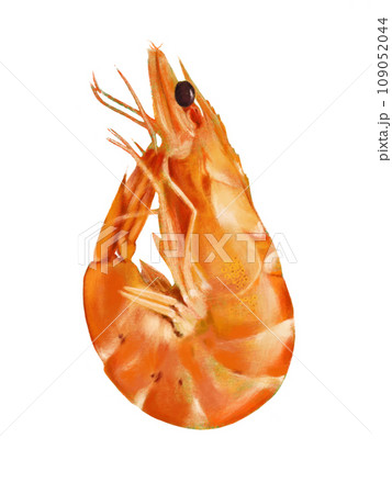 リアルな海老のイラスト 109052044