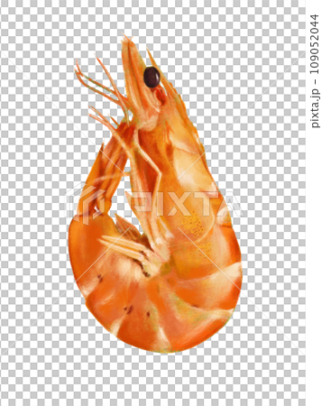 リアルな海老のイラスト 109052044