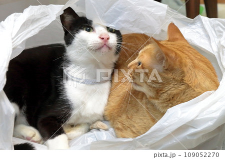 ビニール袋に入った猫 109052270