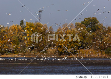 Many river gulls hunt fish in lakes, rivers, and canals. Seagulls fly over the water. Seagulls gracefully glide over the water's surface, their wings casting delicate shadows on the rippling waves. 109052501