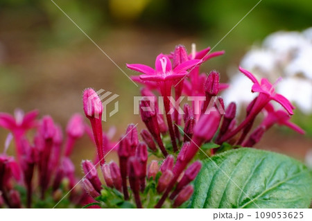 ペンタスの花 ペンタスの花 109053625