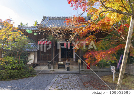 京都 秋の赤山禅院 寒桜と紅葉に包まれた本地堂(地蔵堂) 京都 秋の赤山禅院 寒桜と紅葉に包まれた本地堂(地蔵堂) 109053699