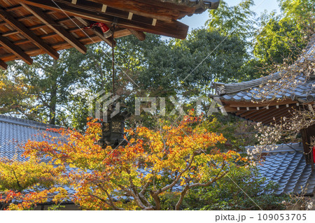 京都 秋の赤山禅院 拝殿の吊燈籠と紅葉 京都 秋の赤山禅院 拝殿の吊燈籠と紅葉 109053705