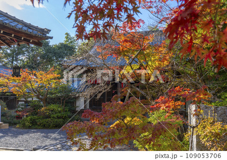 京都　秋の赤山禅院　寒桜と紅葉に包まれた本地堂（地蔵堂） 109053706