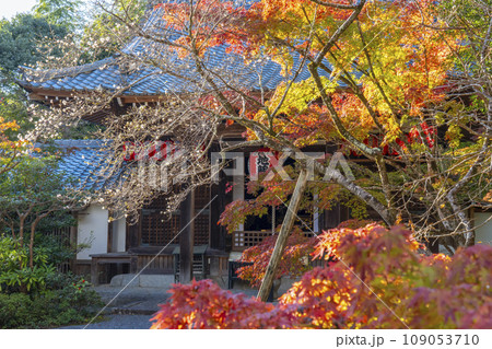 京都　秋の赤山禅院　紅葉に包まれた本地堂（地蔵堂） 109053710