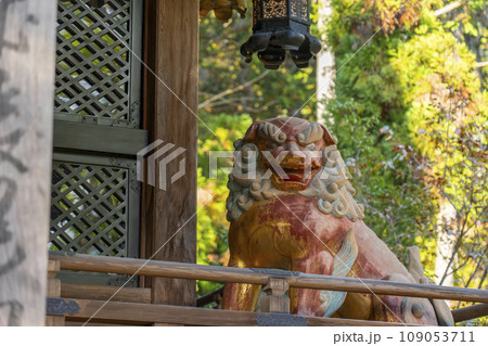 京都 秋の赤山禅院 本殿に鎮座する狛犬 京都 秋の赤山禅院 本殿に鎮座する狛犬 109053711