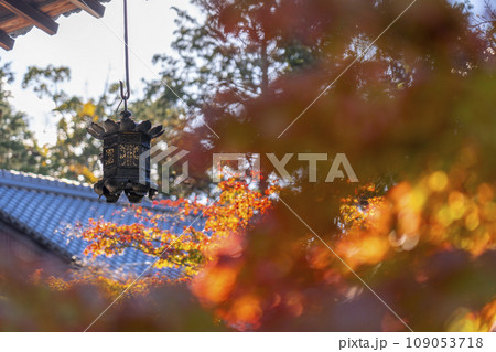 京都 秋の赤山禅院 拝殿の吊燈籠と紅葉 京都 秋の赤山禅院 拝殿の吊燈籠と紅葉 109053718