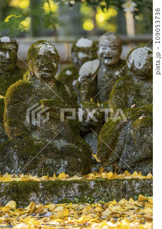 京都　秋の赤山禅院　十六羅漢石像とイチョウの葉 109053736