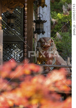 京都　秋の赤山禅院　紅葉に包まれた本殿と鎮座する狛犬 109053743